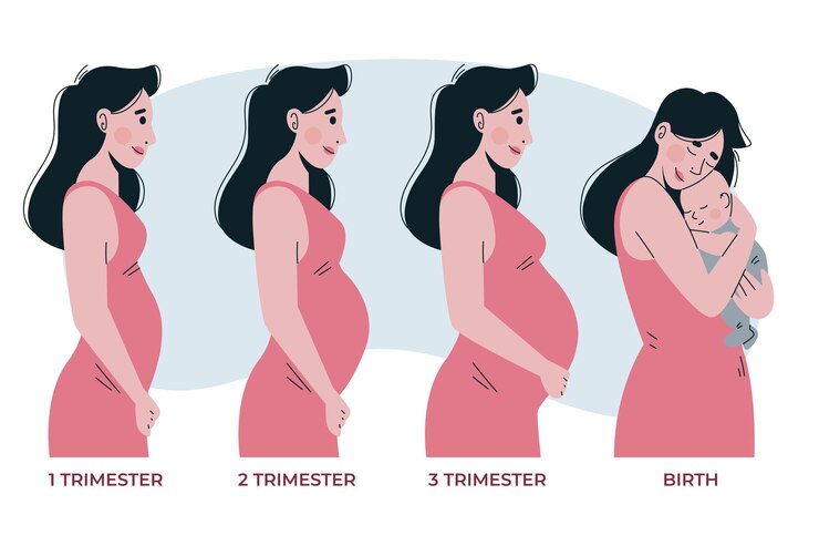 Understanding Pregnancy Stages: First, Second, and Third Trimester