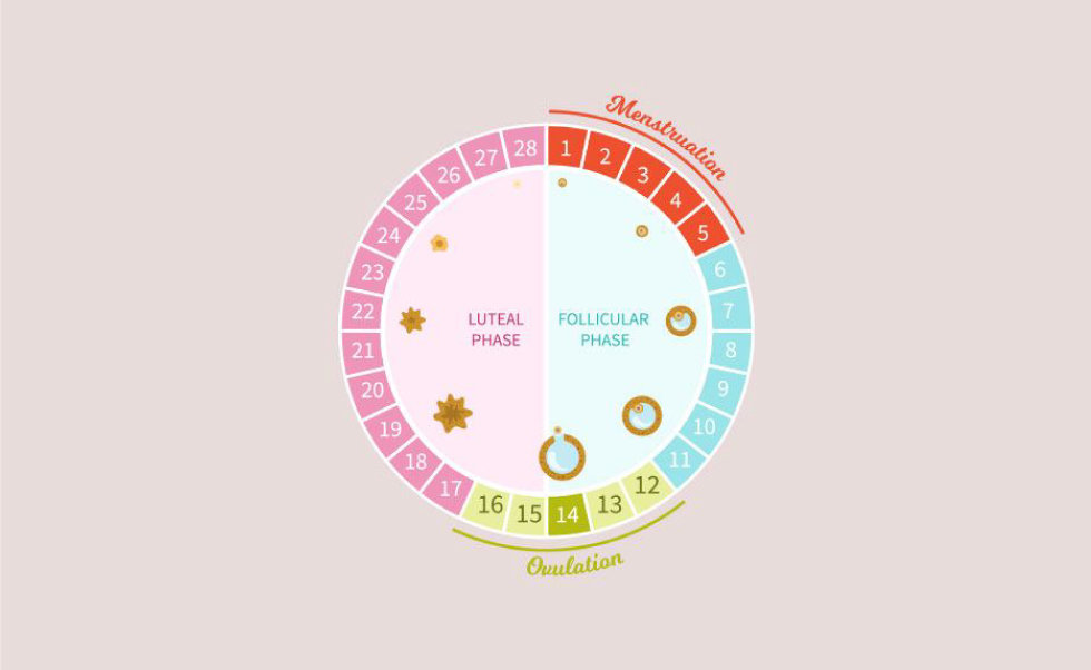 What is a Normal Menstrual Cycle?