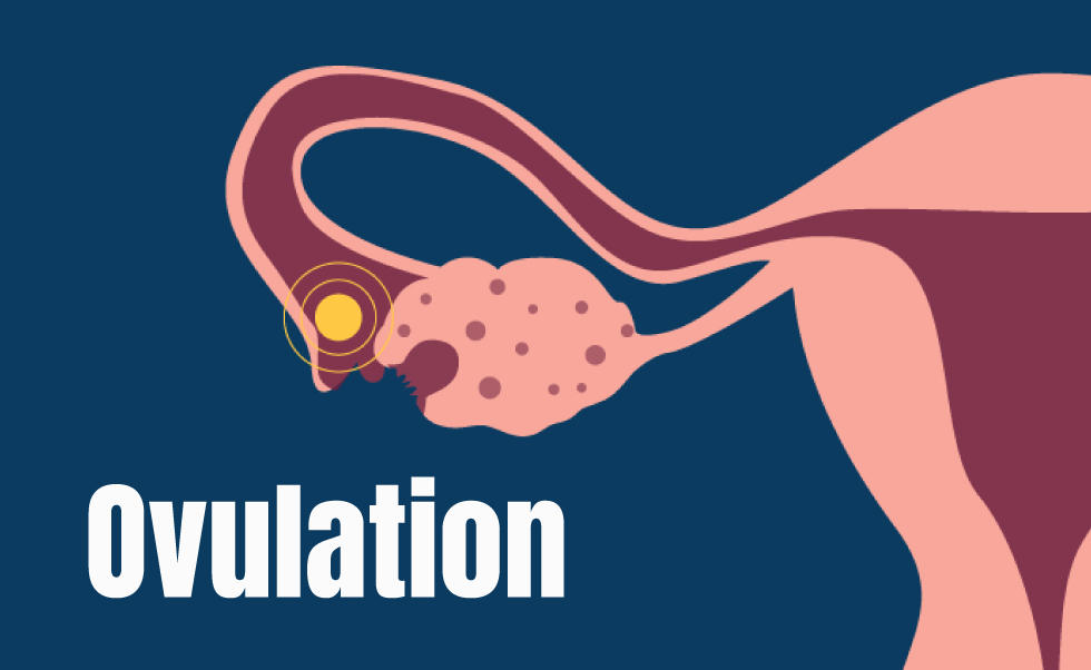 Ovulation