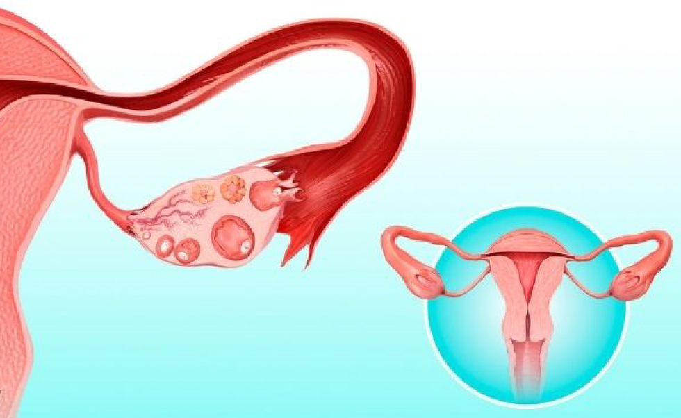 How Does Ovulation Influence When I Can Get Pregnant?