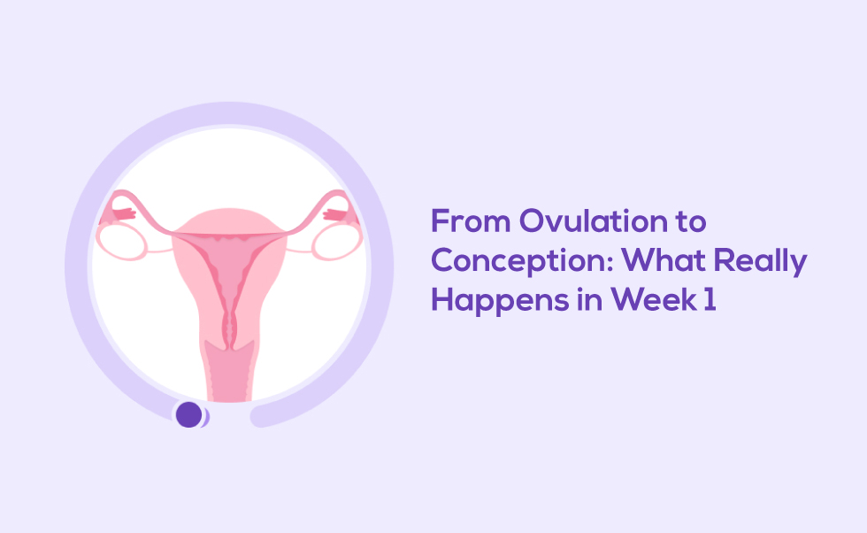 From Ovulation to Conception: What Really Happens in Week 1