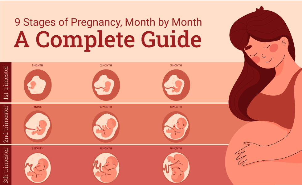 9 Stages of Pregnancy, Month by Month: A Complete Guide